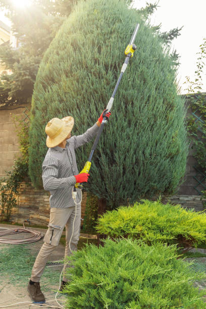 Best Lawn Irrigation Installation and Maintenance  in Lafayette, CA